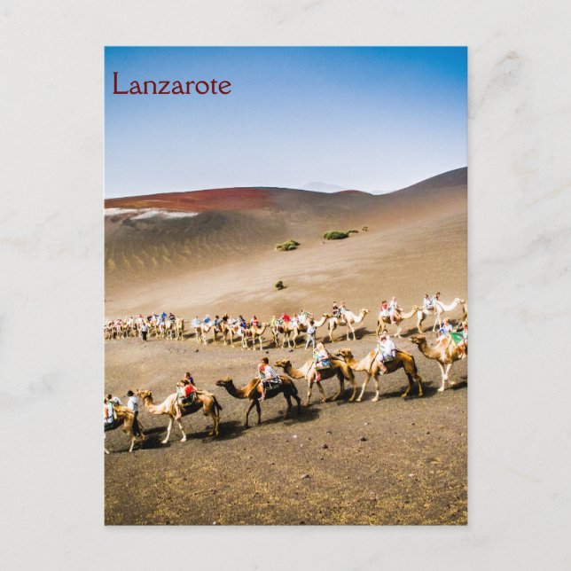 Camel Train in Lanzarote Postcard (Front)