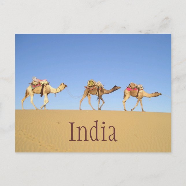 Camel Train, Thar Desert  Postcard (Front)