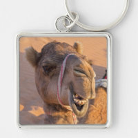Camel with a funny facial expression - Oman
