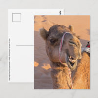 Camel with a funny facial expression - Oman