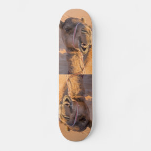 Camel with a funny facial expression - Oman Skateboard