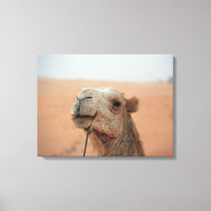 Camel with funny expression - photograph on canvas print