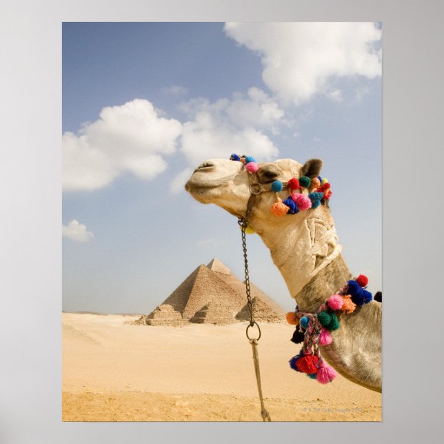 Camel with Pyramids Giza, Egypt Poster (Front)