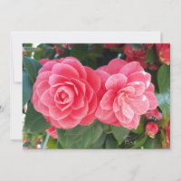 camelias