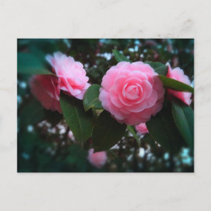 Camelias Postcard