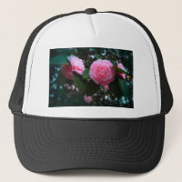 Camelias
