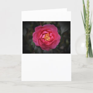 Camellia, card