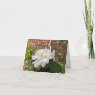 Camellia card (blank)