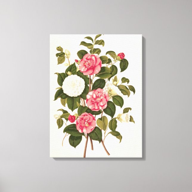 Camellia  from "A Monograph on the Genus' Canvas Print (Front)
