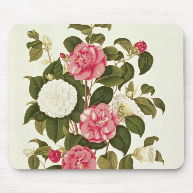 Camellia  from "A Monograph on the Genus' Mouse Pad (Front)
