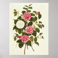 Camellia  from "A Monograph on the Genus'