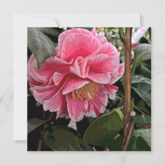 Camellia Holiday Card