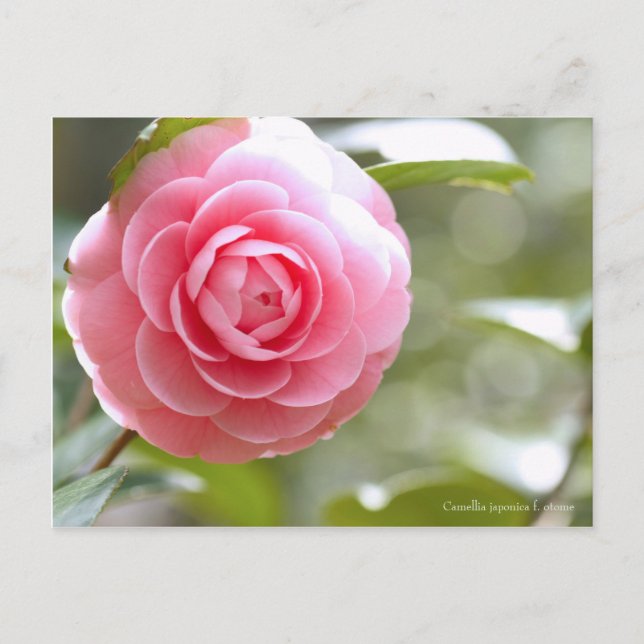 Camellia japonica f. otome [Postcard] Postcard (Front)