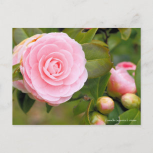 Camellia japonica f. otome [Postcard] Postcard