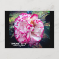 Camellia Japonica Pink Floral