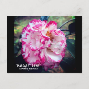 Camellia Japonica Pink Floral Postcard