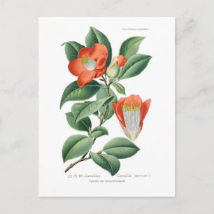 Camellia japonica postcard