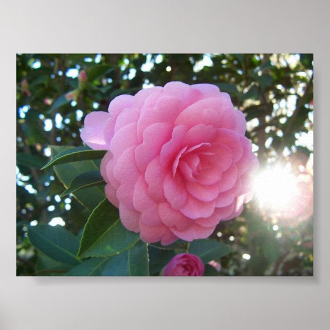 Camellia Japonica Poster (Front)