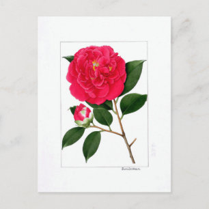Camellia Plate: Benibotan Postcard