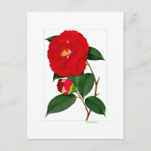Camellia Plate: Benikirin Postcard