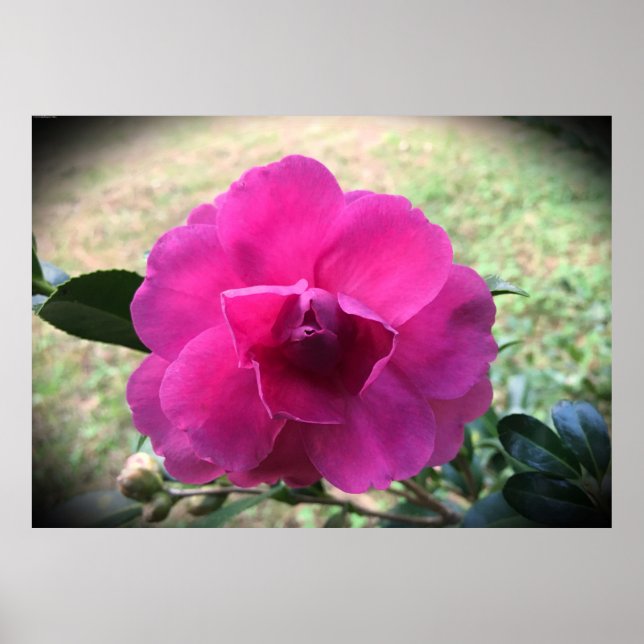 Camellia,  poster (Front)