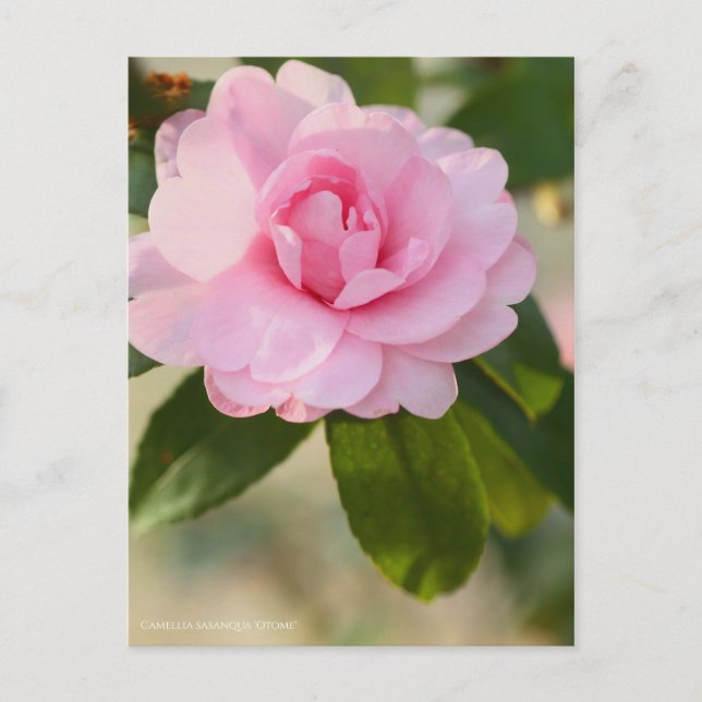Camellia sasanqua "Otome"  [Postcard] Postcard (Front)