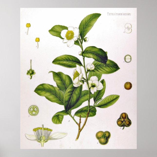 Camellia Sinensis Thea Sinensis Tea Tree Poster (Front)