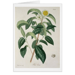 Camellia Thea from 'Phytographie Medicale' by Jose