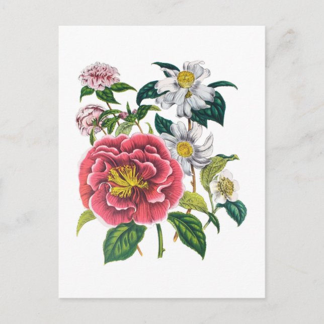 Camellias Postcard (Front)