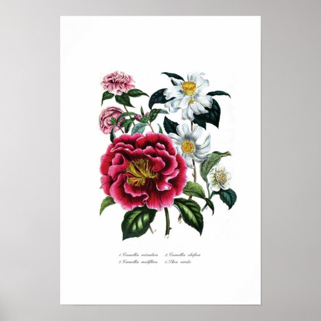 Camellias Poster (Front)
