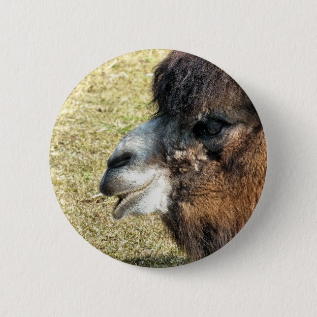 CAMELS 6 CM ROUND BADGE (Front)