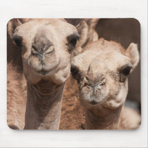 Camels at the Camel market in Al Ain near Dubai Mouse Pad
