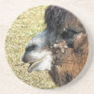 CAMELS COASTER