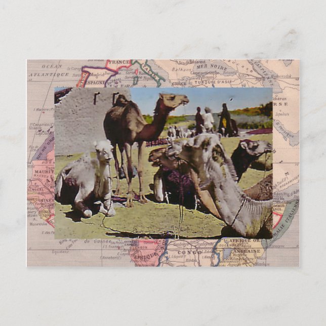 Camels for hire postcard (Front)