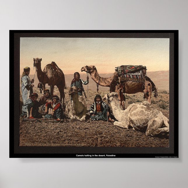 Camels halting in the desert, Palestine Poster (Front)