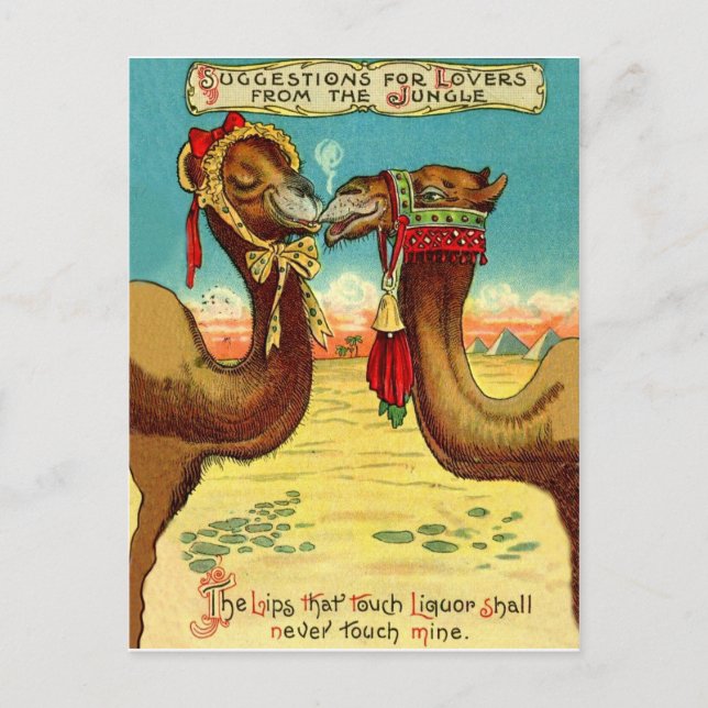 Camels in love, funny vintage St. Valentines Postcard (Front)