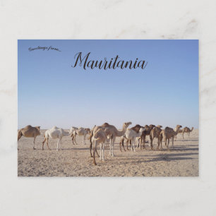 Camels in Mauritania  Postcard