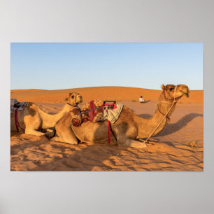 Camels in Oman desert Poster