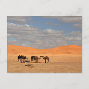 Camels in Sahara desert Postcard
