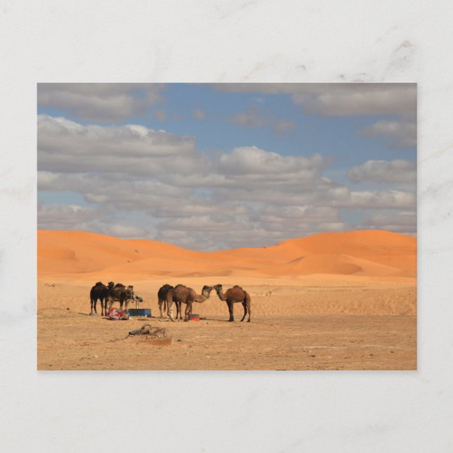 Camels in Sahara desert Postcard (Front)