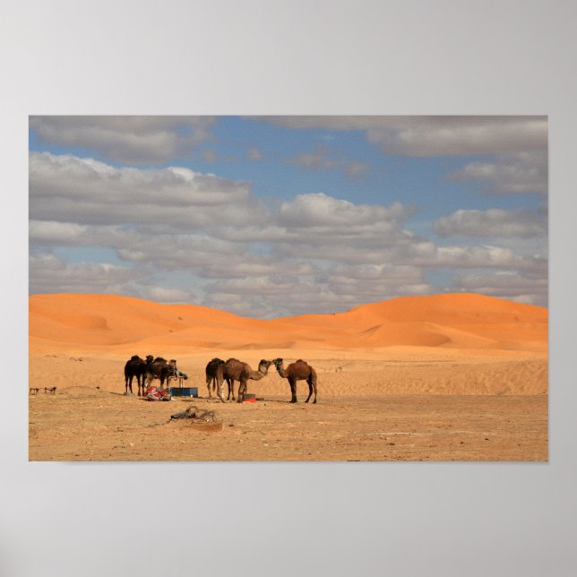 Camels in Sahara desert Poster (Front)
