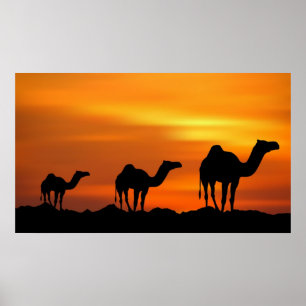 Camels in Sunset Poster