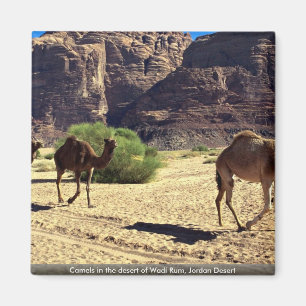 Camels in the desert of Wadi Rum, Jordan Desert Magnet