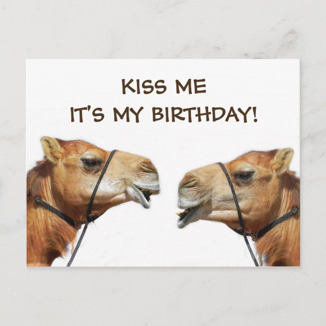 Camels Kissing Funny Postcard (Front)