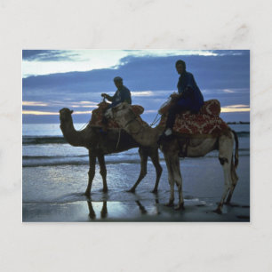 Camels, Morocco Postcard