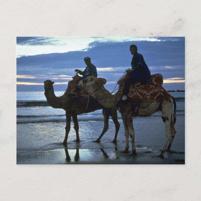 Camels, Morocco Postcard (Front)