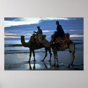 Camels, Morocco Poster