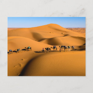 camels on desert under blue sky postcard
