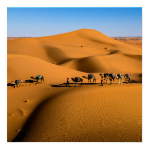 camels on desert under blue sky poster
