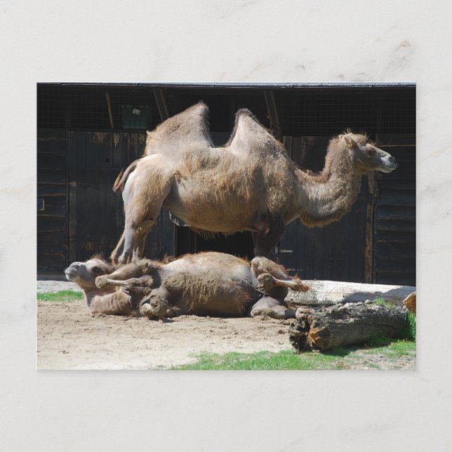 Camels Postcard (Front)